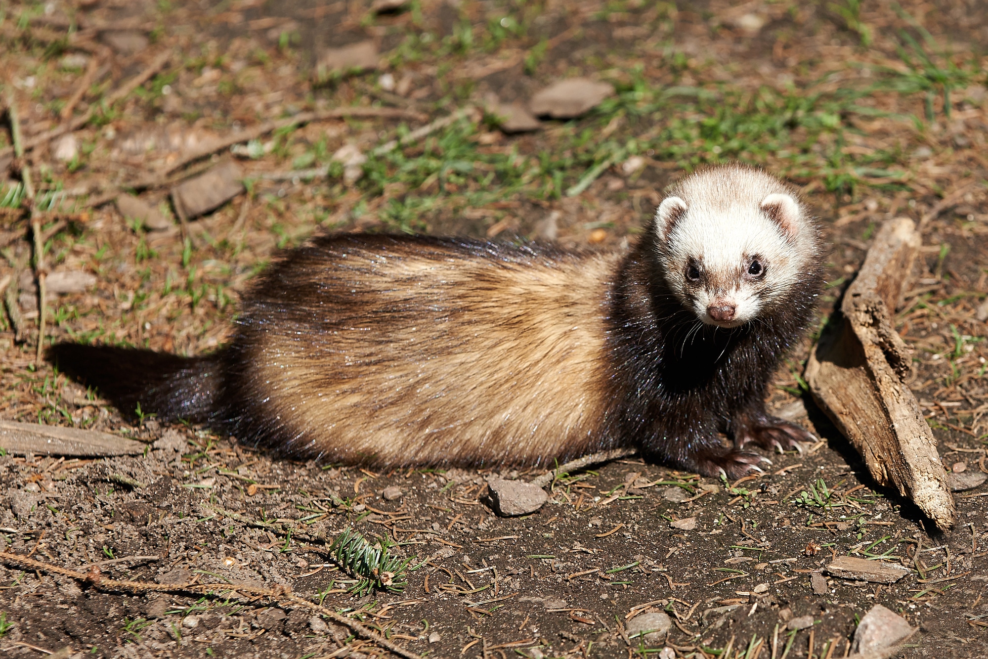 A European ferret